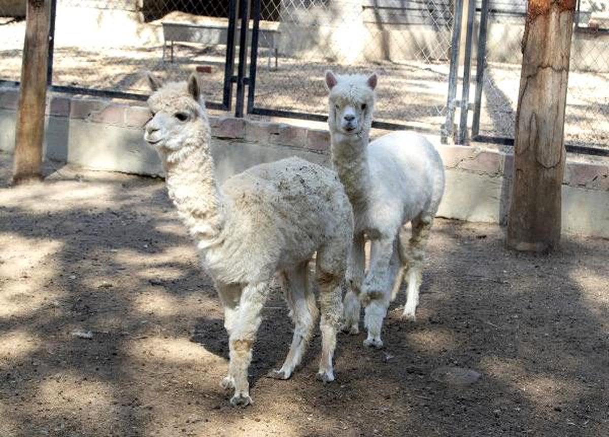 Hayvan Parkı\'nın yeni misafirleri: Alpaka ve Koati