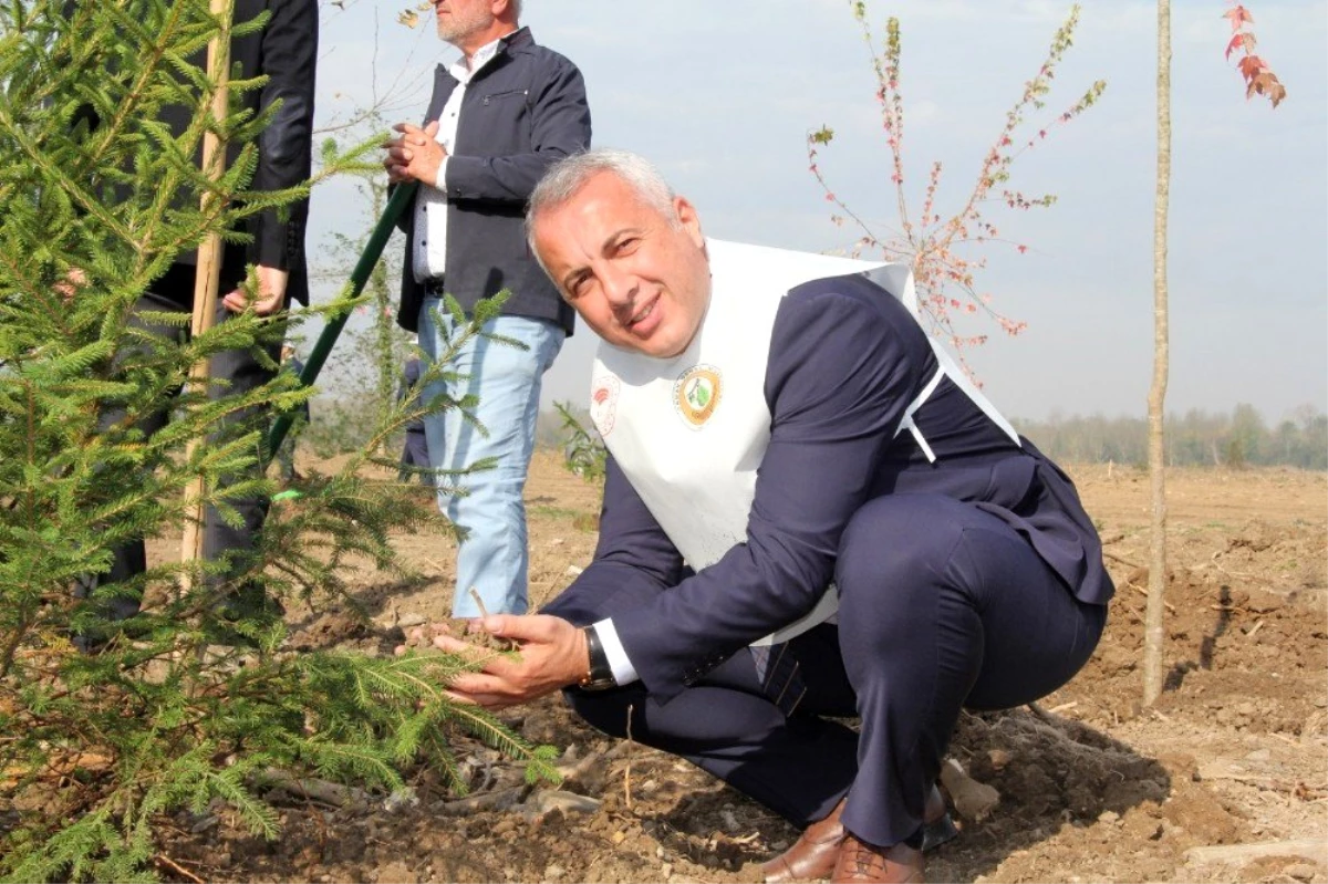 Hendek\'te 12 bin 700 fidan toprakla buluştu