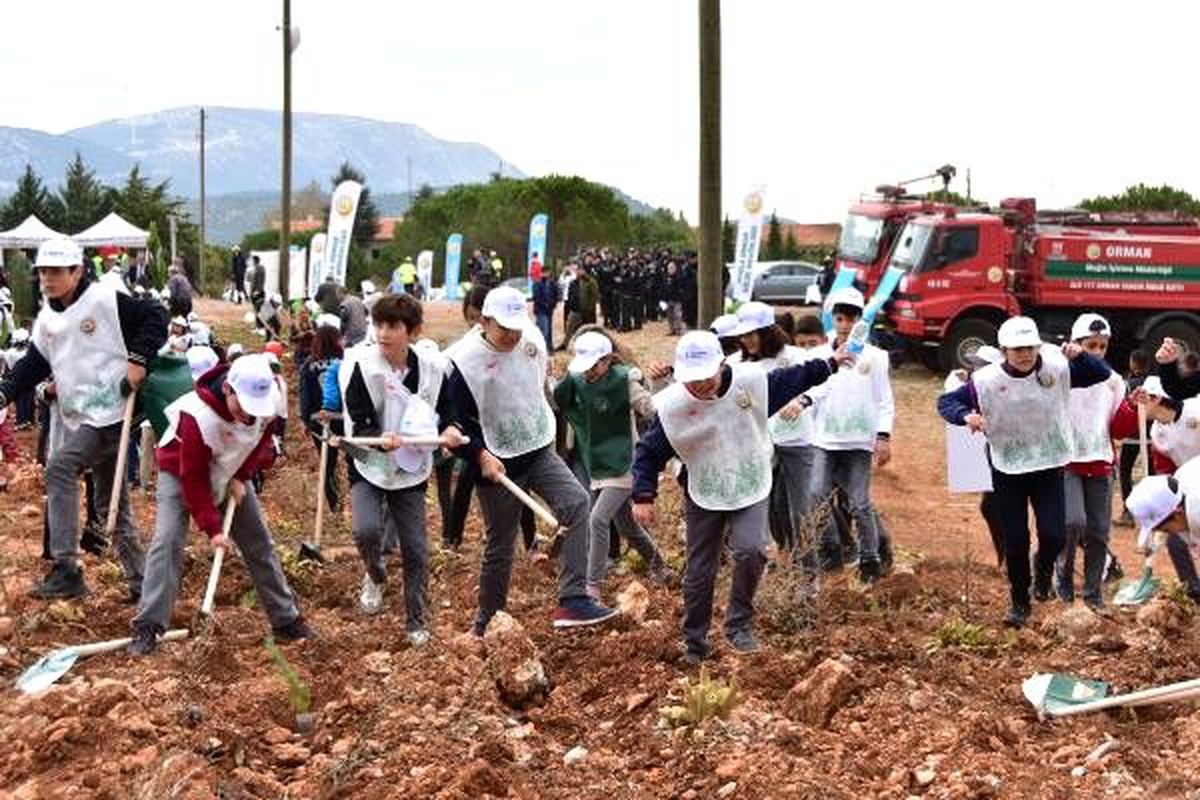 Muğla\'da 200 bin fıstık çamı fidanı toprakla buluşturuldu