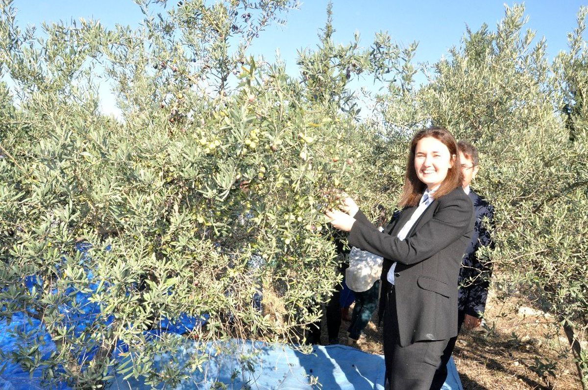 Okul bahçesinde zeytin hasadı