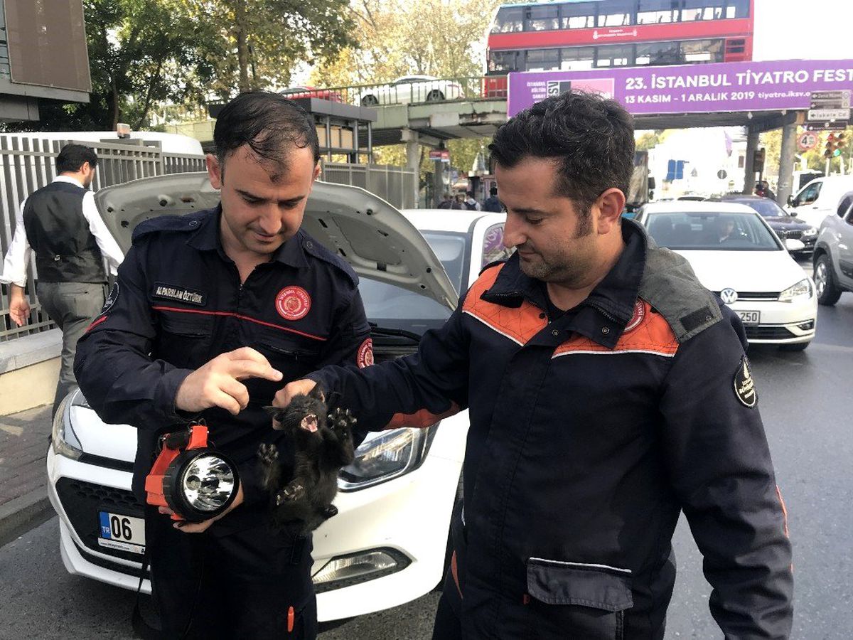 (Özel) Beşiktaş\'ta itfaiye ekiplerinden yavru kedi kurtarma operasyonu