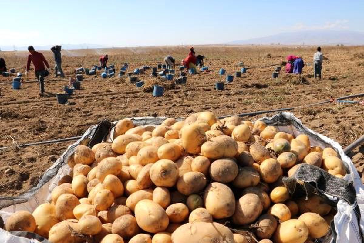 Patates hasadı tamamlandı, çiftçiler ürünlerini depolara kaldırdı