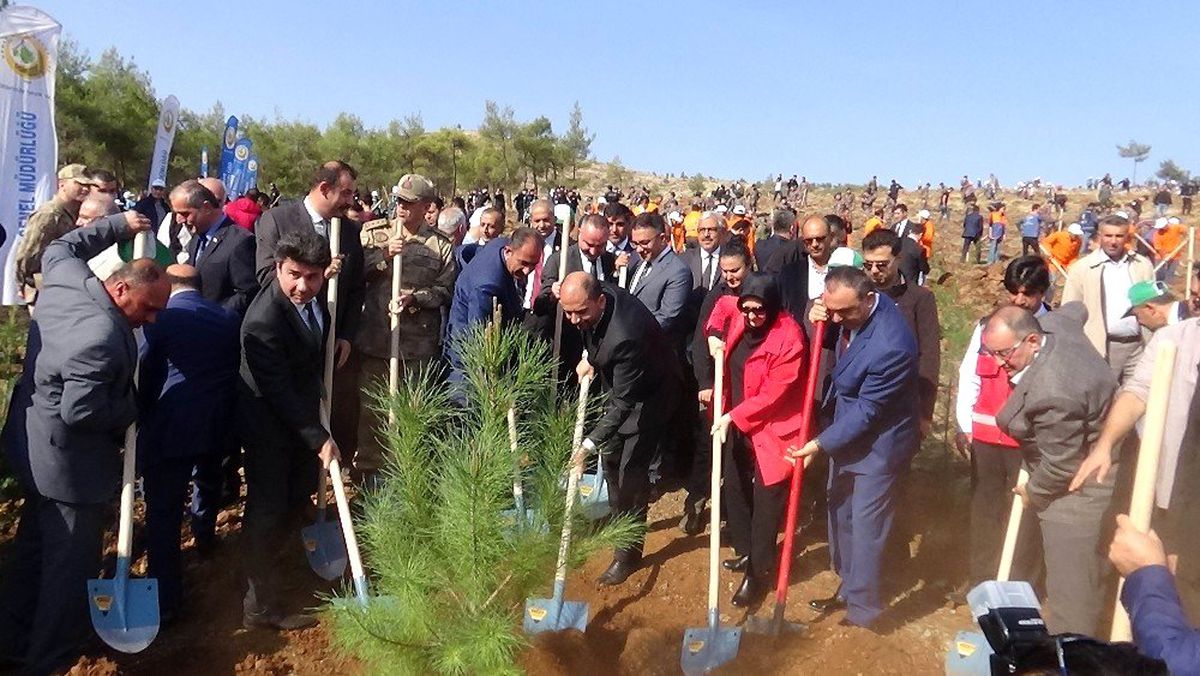 Suriye sınırında 60 bin fidan dikildi