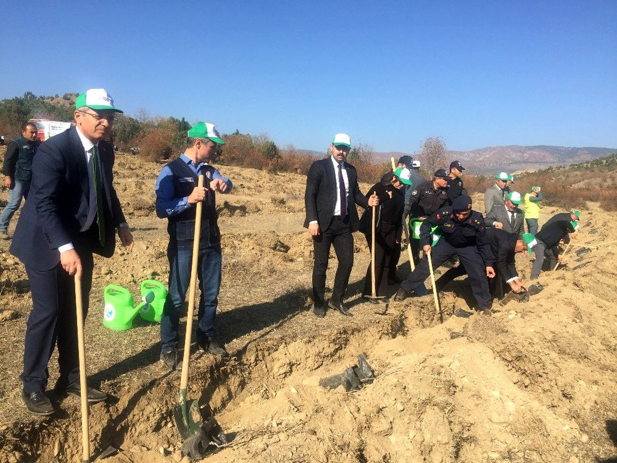 Tosya\'da 10bin fidan toprakla buluştu