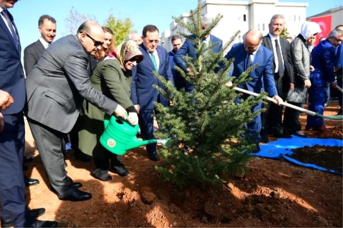 Trabzon\'da sabun ağacı fidanları toprakla buluşturuldu