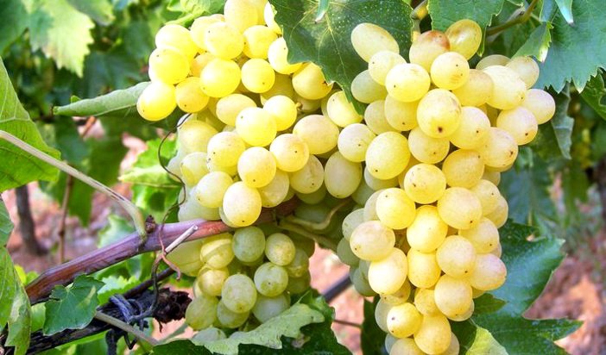 Üzüm ihracatının yüzde 56\'sı Rusya\'ya yapıldı