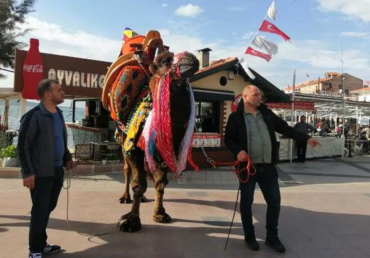 Develere güreş öncesi havut giydirildi