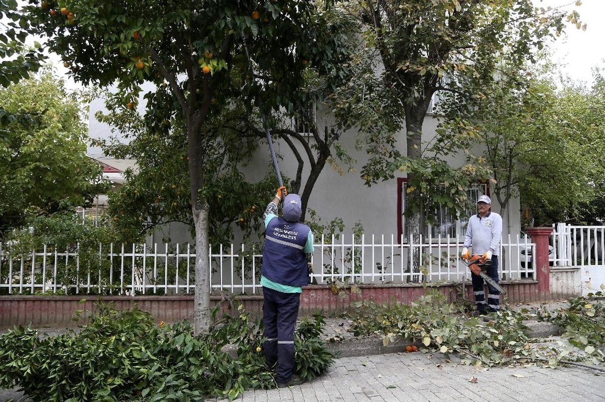 Efeler\'de ağaçlara mevsimlik bakım yapılıyor