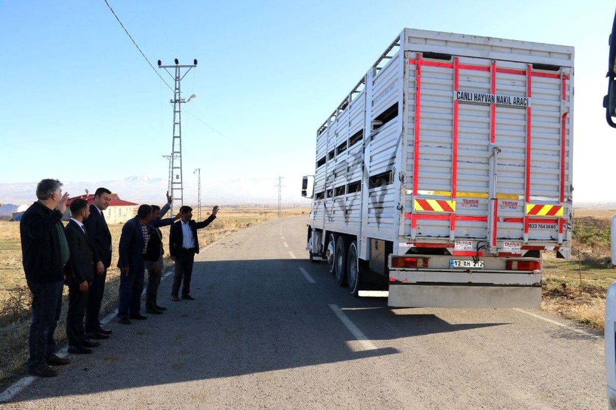 Erzurum\'dan Katar\'a küçükbaş hayvan ihracatı