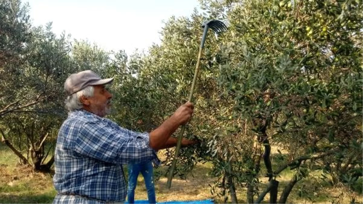 Hatay\'da zeytin ağaçlarında \'kurt\' zararı