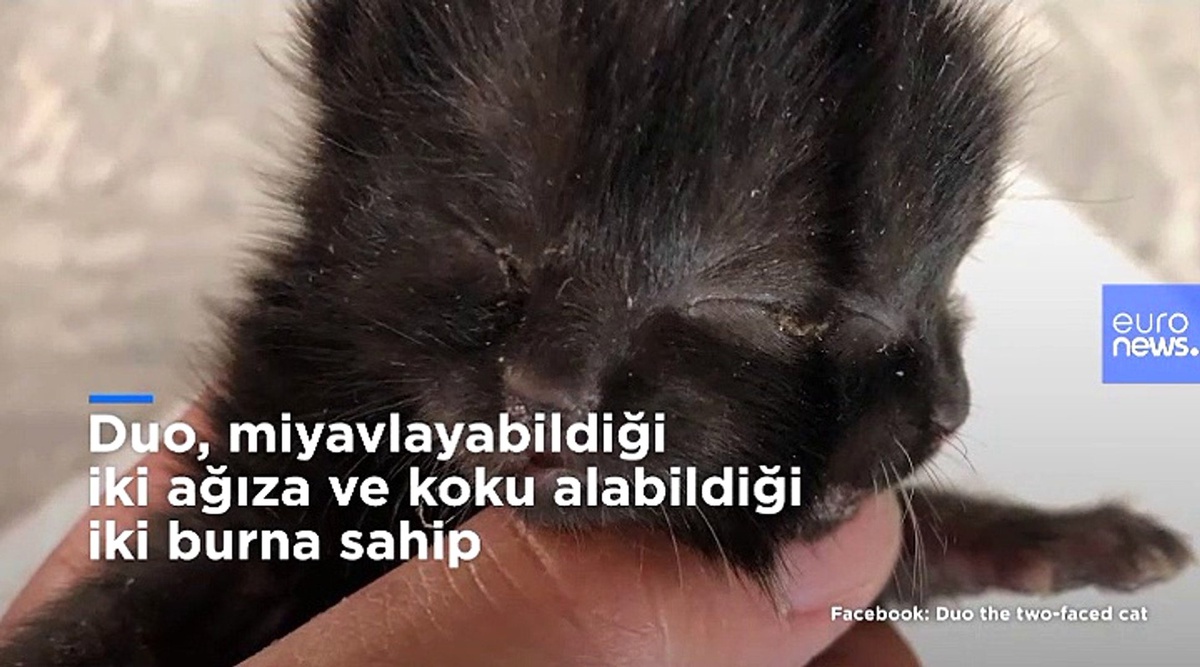 \'İki yüzlü\' kedi yavrusu Duo hayata tutunmaya çalışıyor