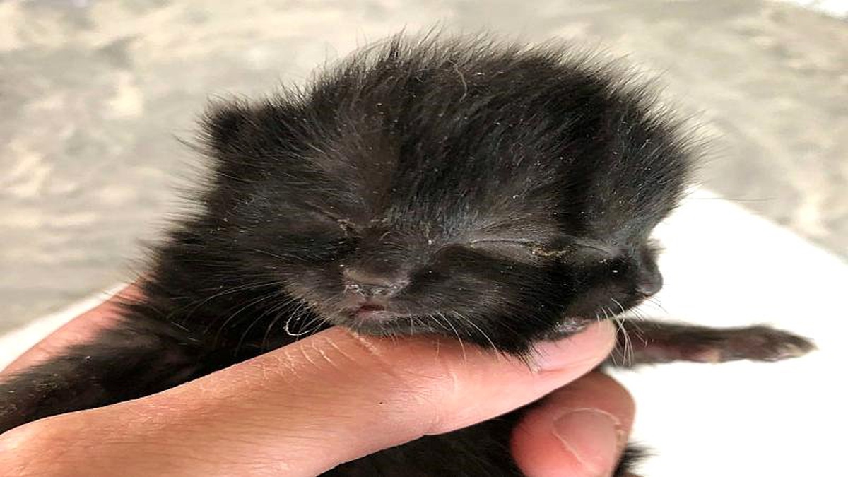 \'İki yüzlü\' kedi yavrusu Duo hayata tutunmaya çalışıyor
