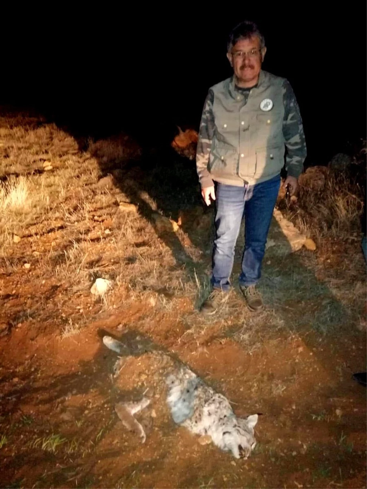 Kahramanmaraş\'ta av tüfeğiyle öldürülmüş vaşak bulundu