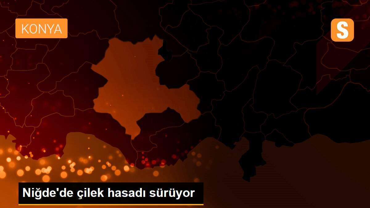 Niğde\'de çilek hasadı sürüyor
