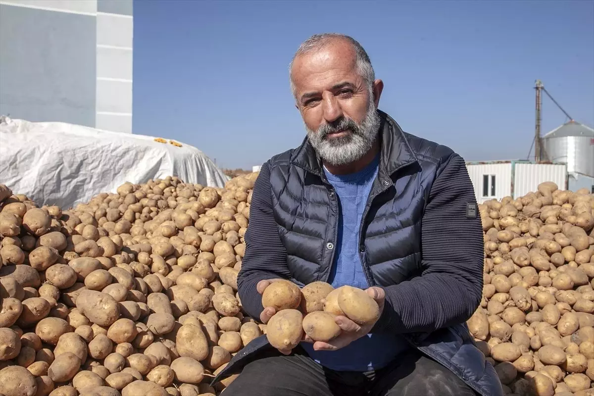 "Tohumluk patates üretiminin yüzde 17\'si Ahlat\'tan karşılanıyor"