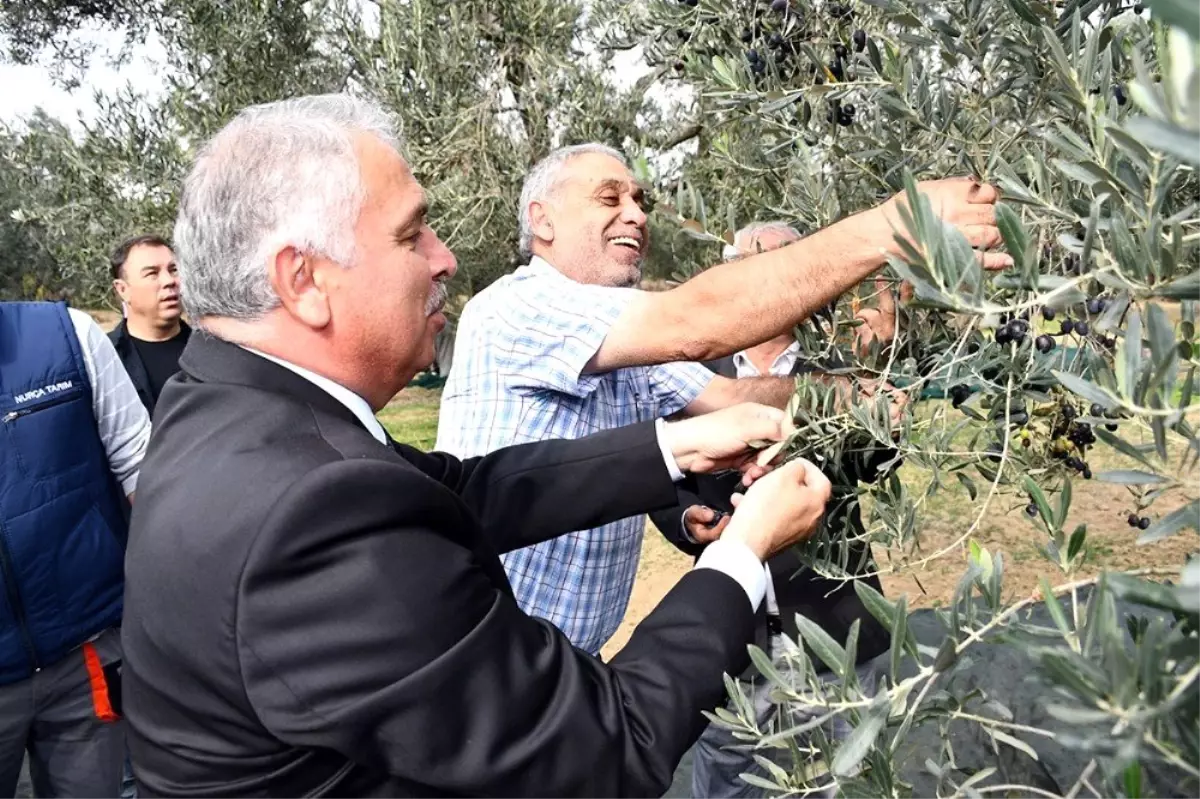 Vali zeytin hasadı yaptı