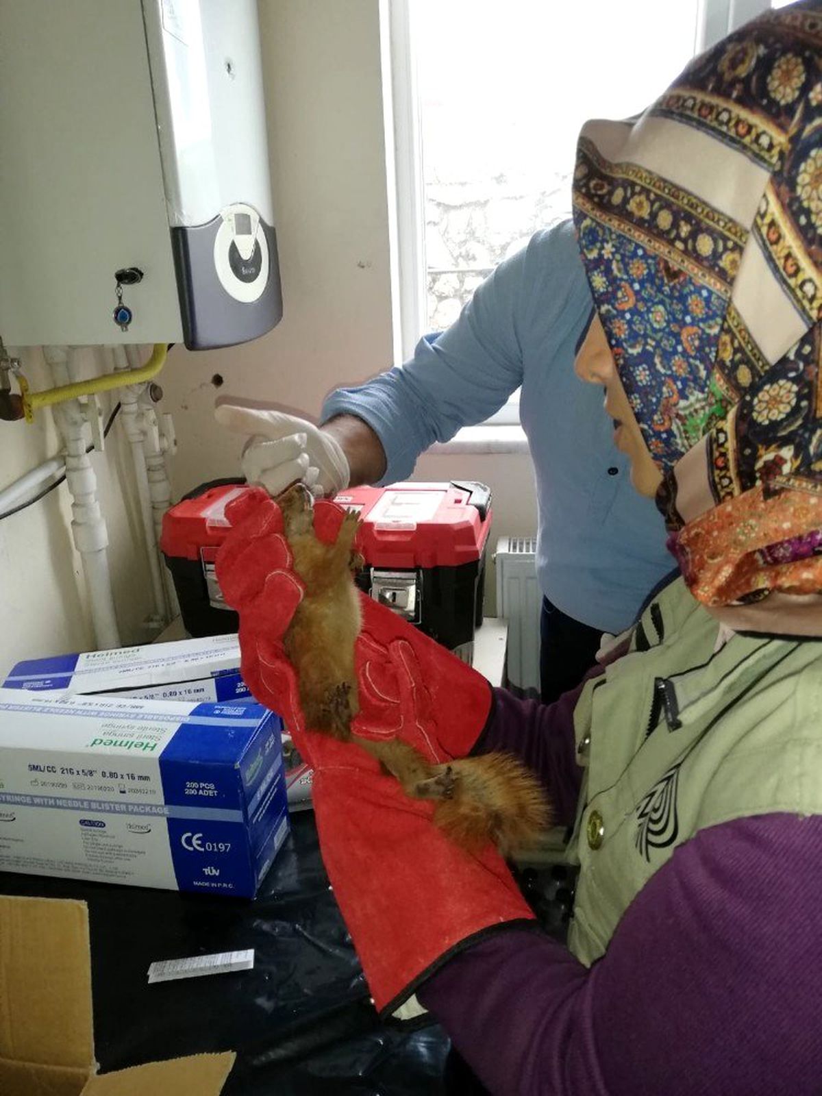 Yaralı sincap tedavi edildi