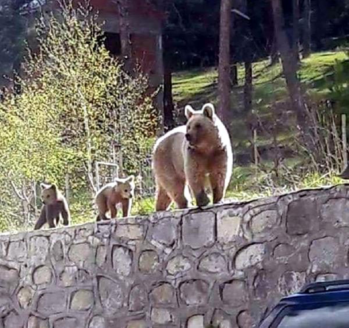 Abant Tabiat Parkı\'na inen ayı ailesi fotoğraflandı