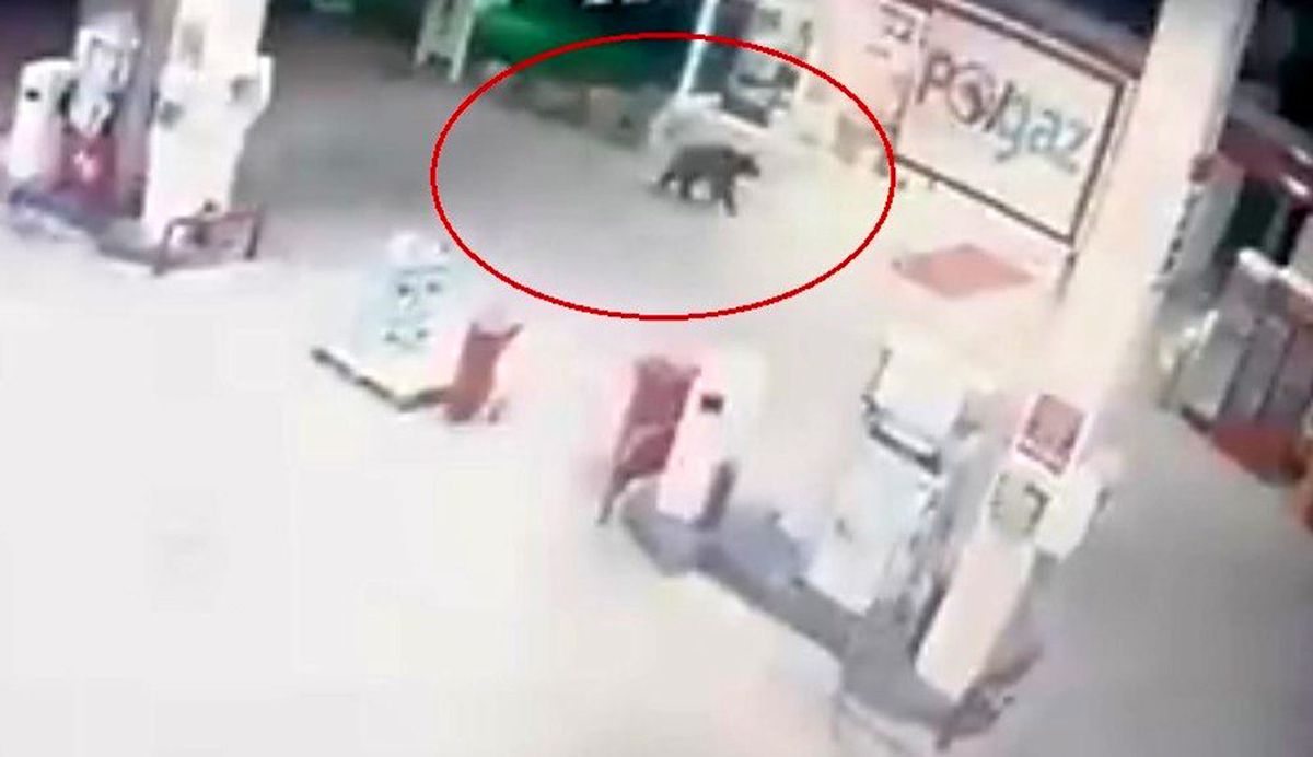Aç kalan ayı akaryakıt istasyonuna indi