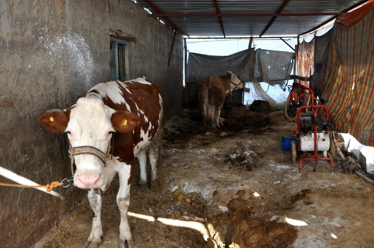 Adıyaman Tarım ve Orman İl Müdürlüğünden kuduz karantinası açıklaması Açıklaması