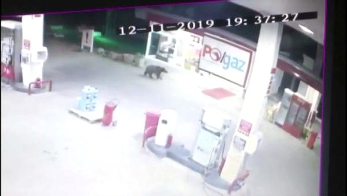 Akaryakıt istasyonuna giren ayı kamerada
