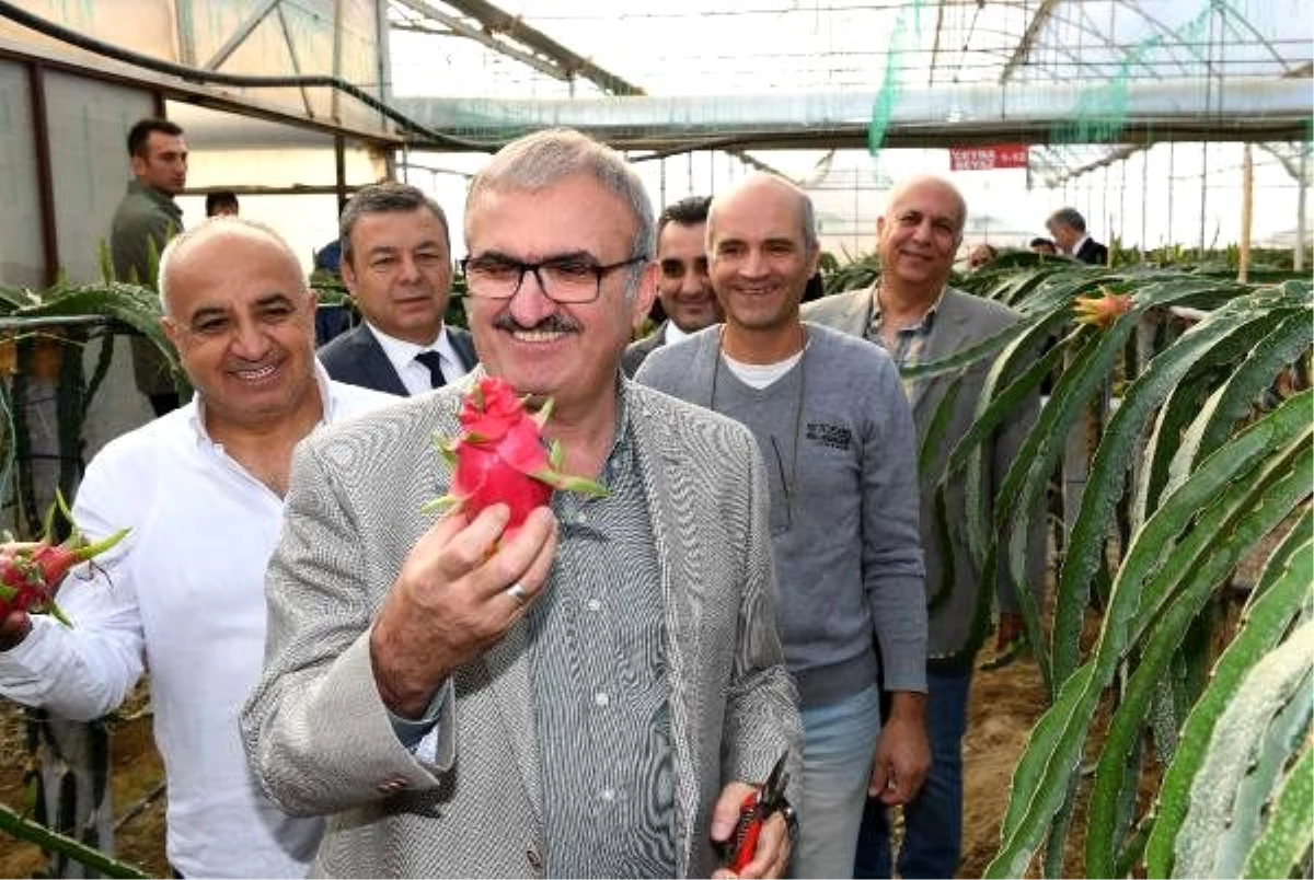 Antalya\'da ejder meyvesi hasadı başladı