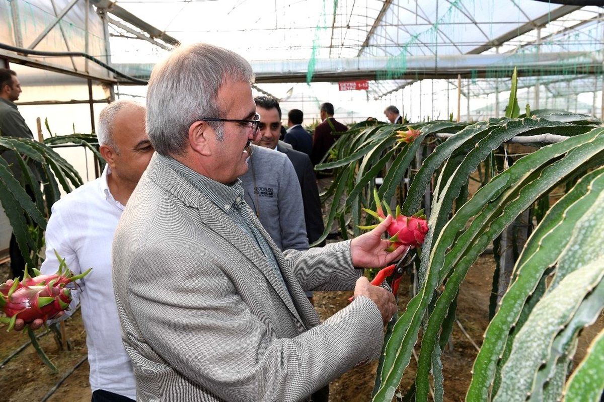 Antalya tarımında tropik meyveler yeni alternatif