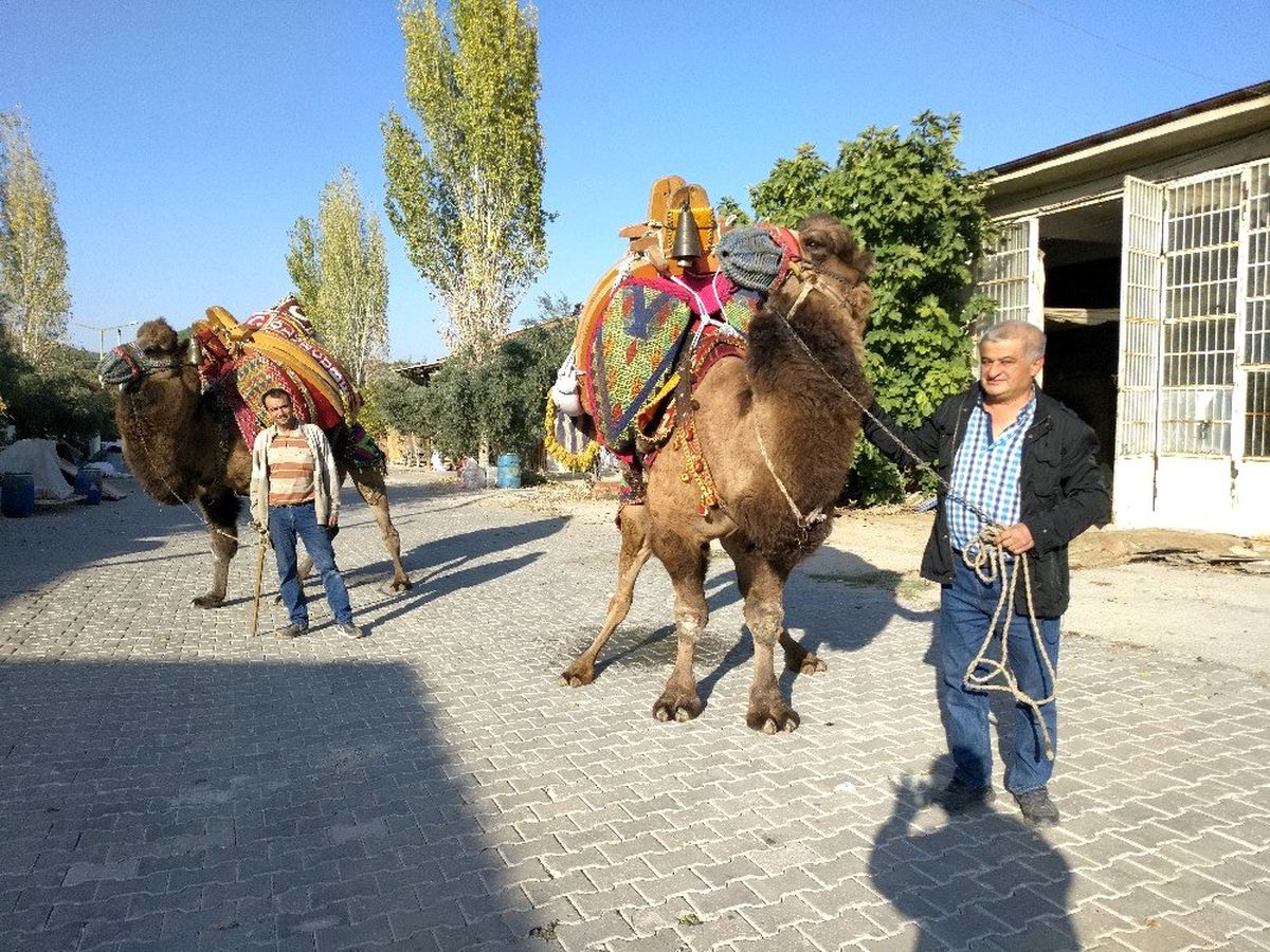 Buldan\'da develer güreşlere hazırlanıyor