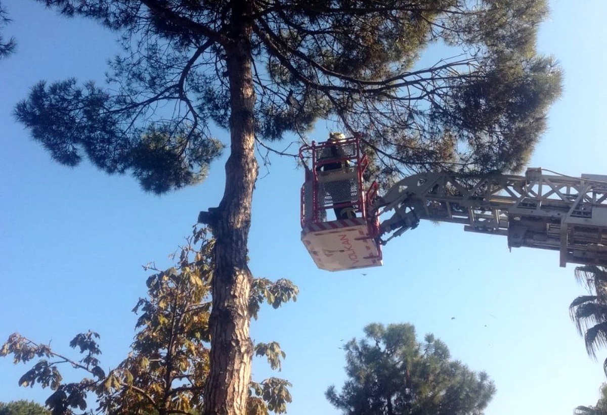 Büyükşehir itfaiyesinden güvercin operasyonu