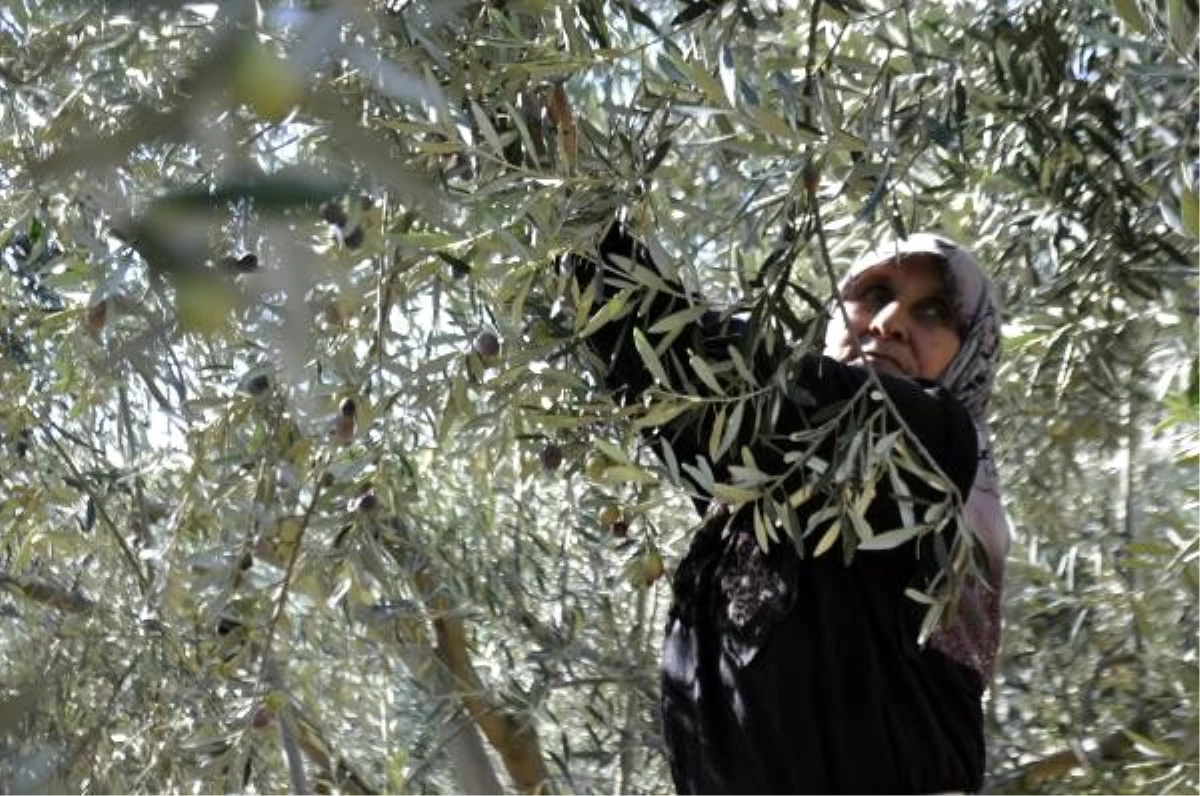 Karaman\'da çiftçinin yeni gözdesi, zeytin üreticiliği