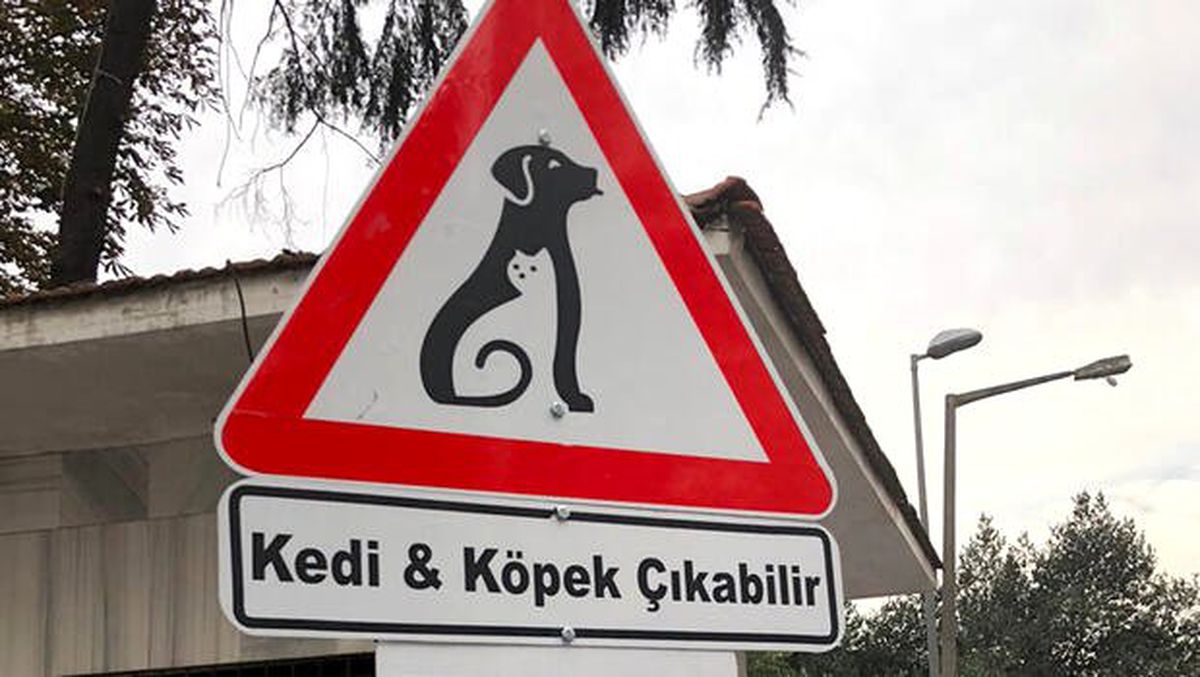 \'Kedi&Köpek\' çıkabilir