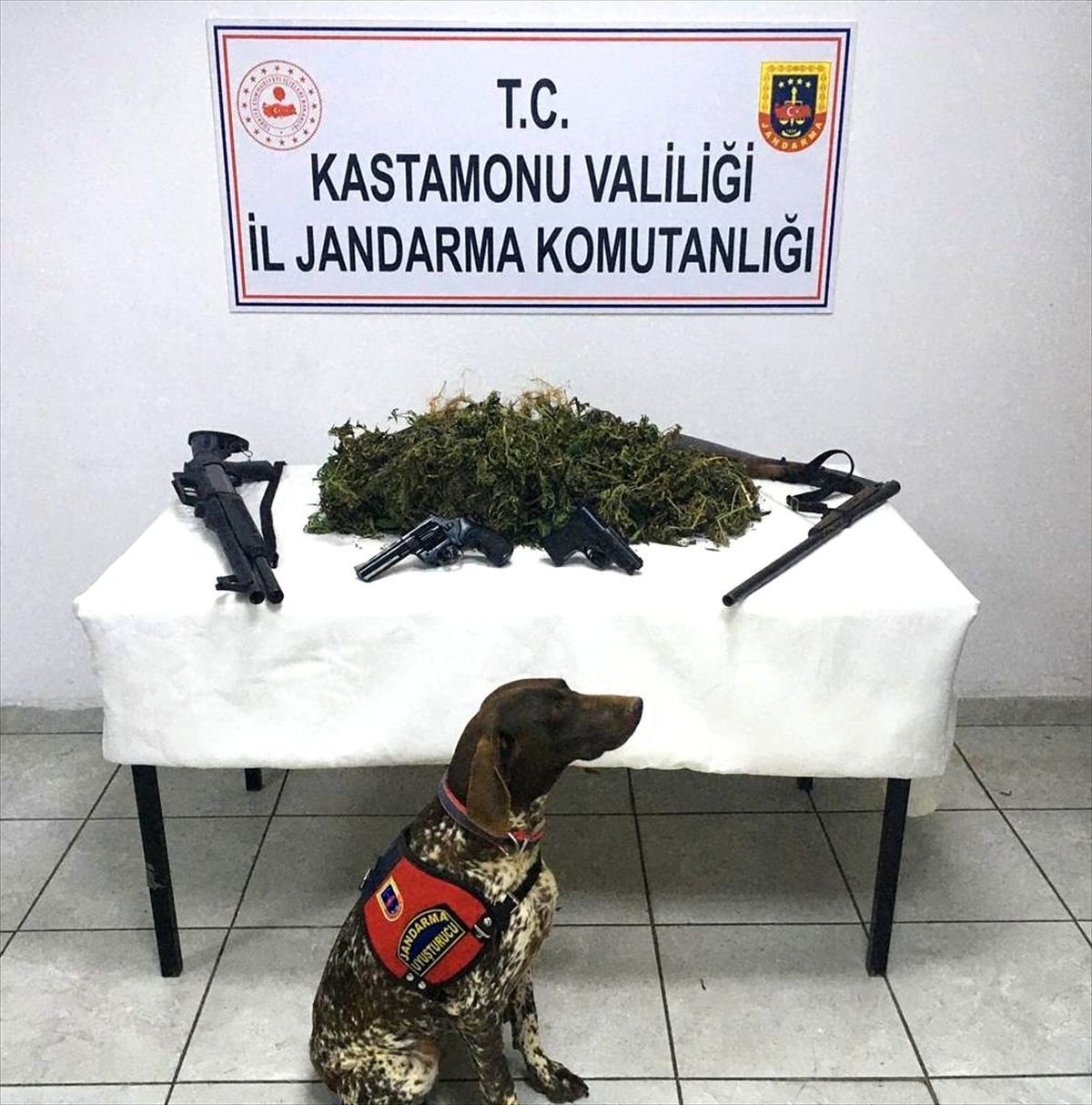 Kenevir ekerken suçüstü yakalandılar
