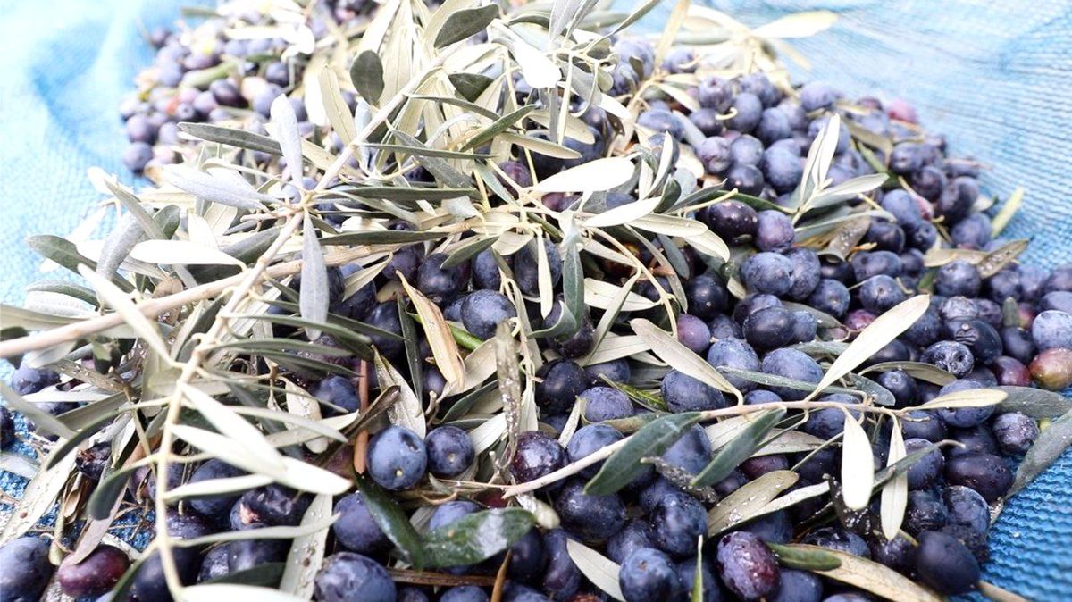 "Topraktan halka zeytin yağı" bu yıl da sofralarda