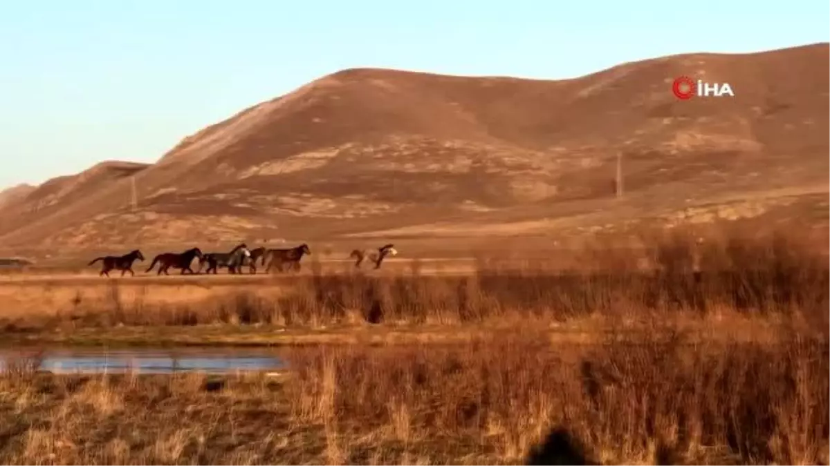 Yılkı atları doğal ortamlarında böyle görüntülendi