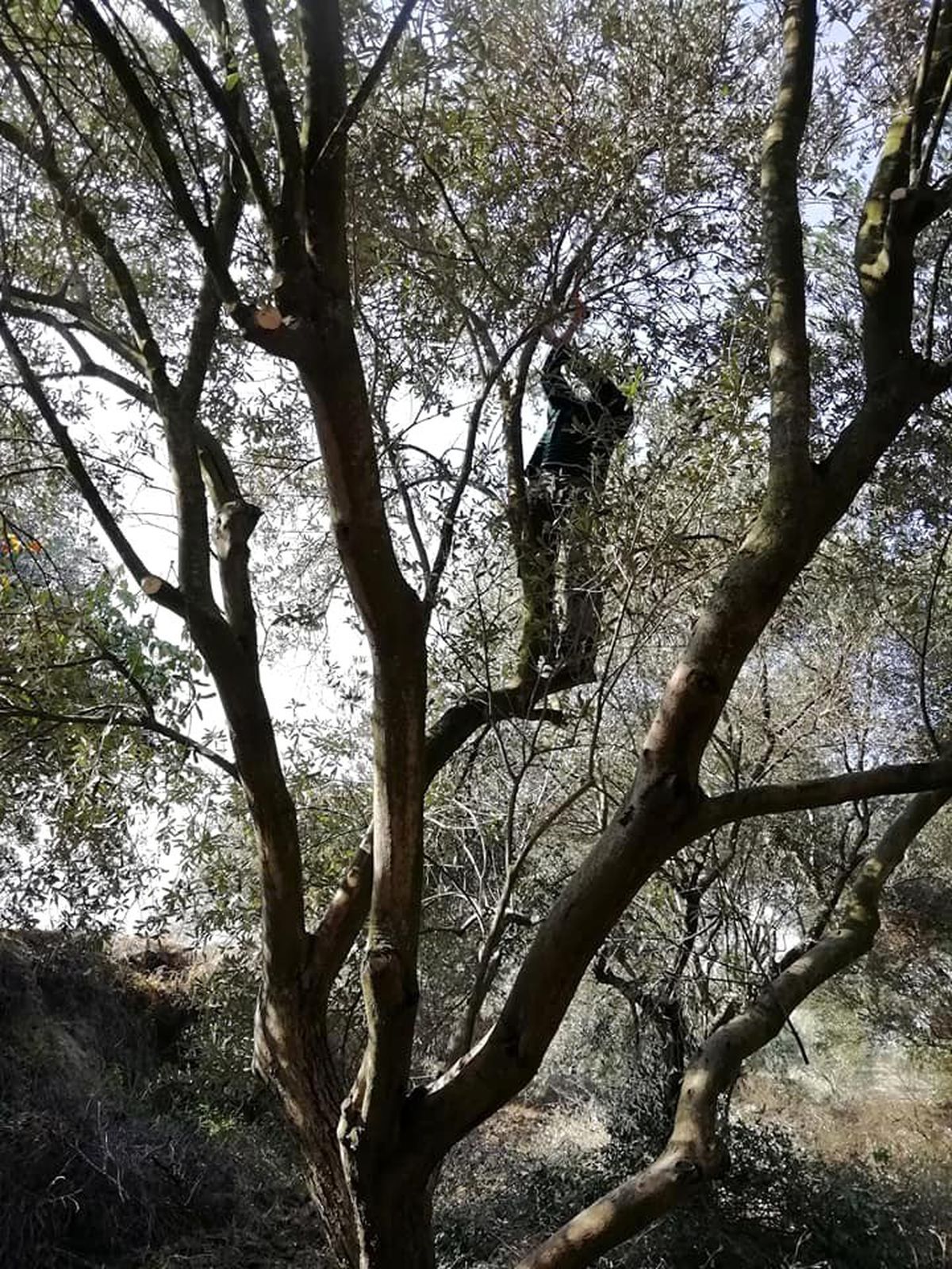 Zeytin bahçelerinde hasat sonrası budama yapılıyor