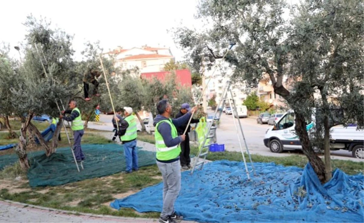 Zeytin Dalı Projesi’ne kayıtlı ailelere ulaştırılacak