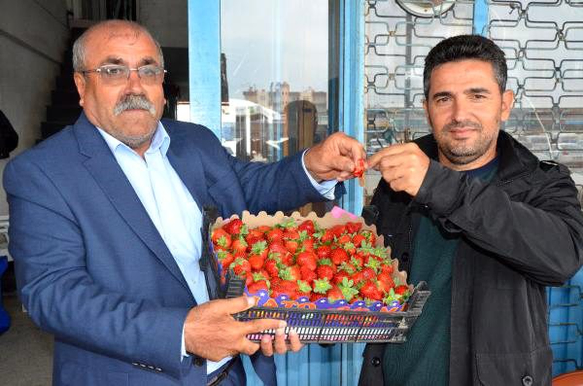 Antalya\'da mevsimin ilk çileği kilosu 10 liradan alındı