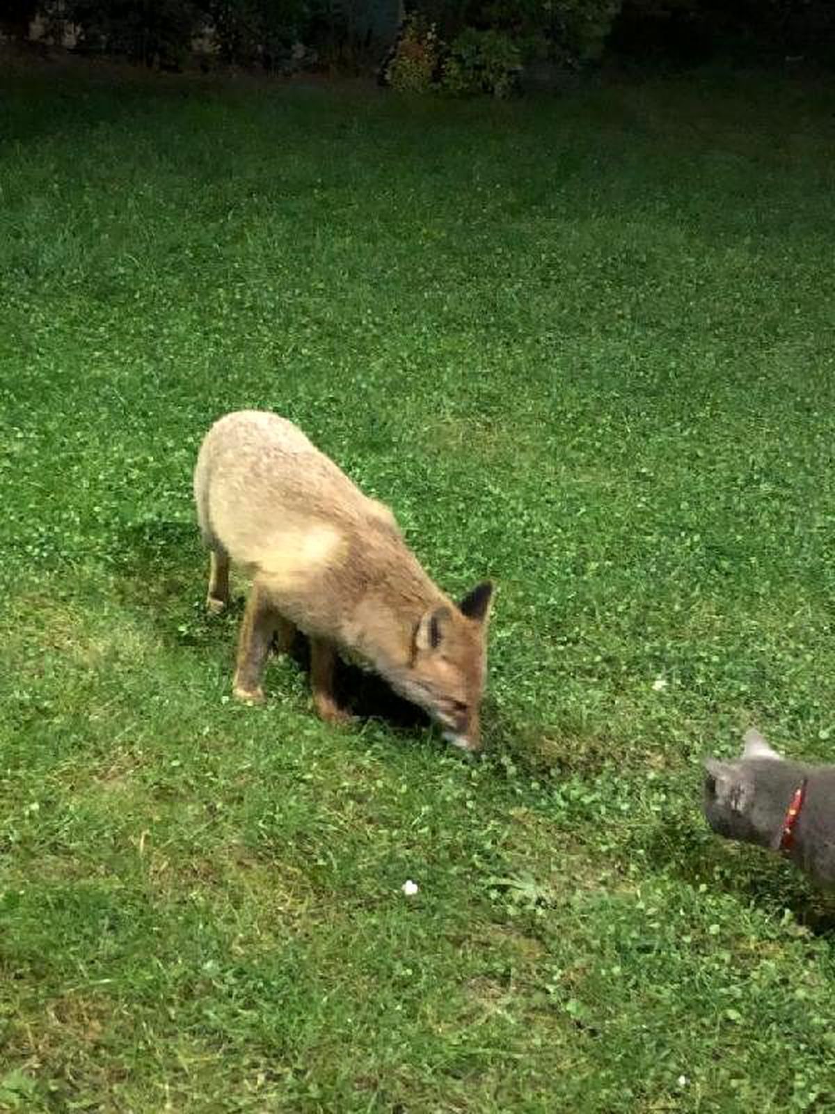 Bahçelerine gelen tilkiyi beslediler