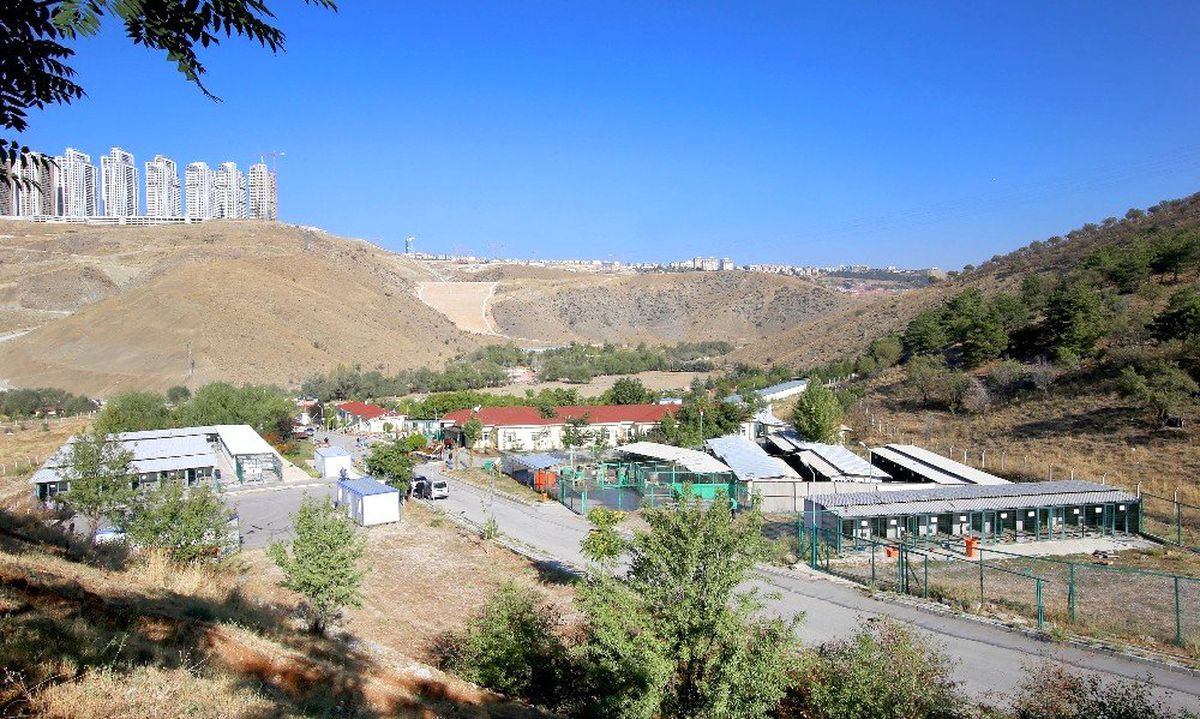 Barınakta kanser tedavisi