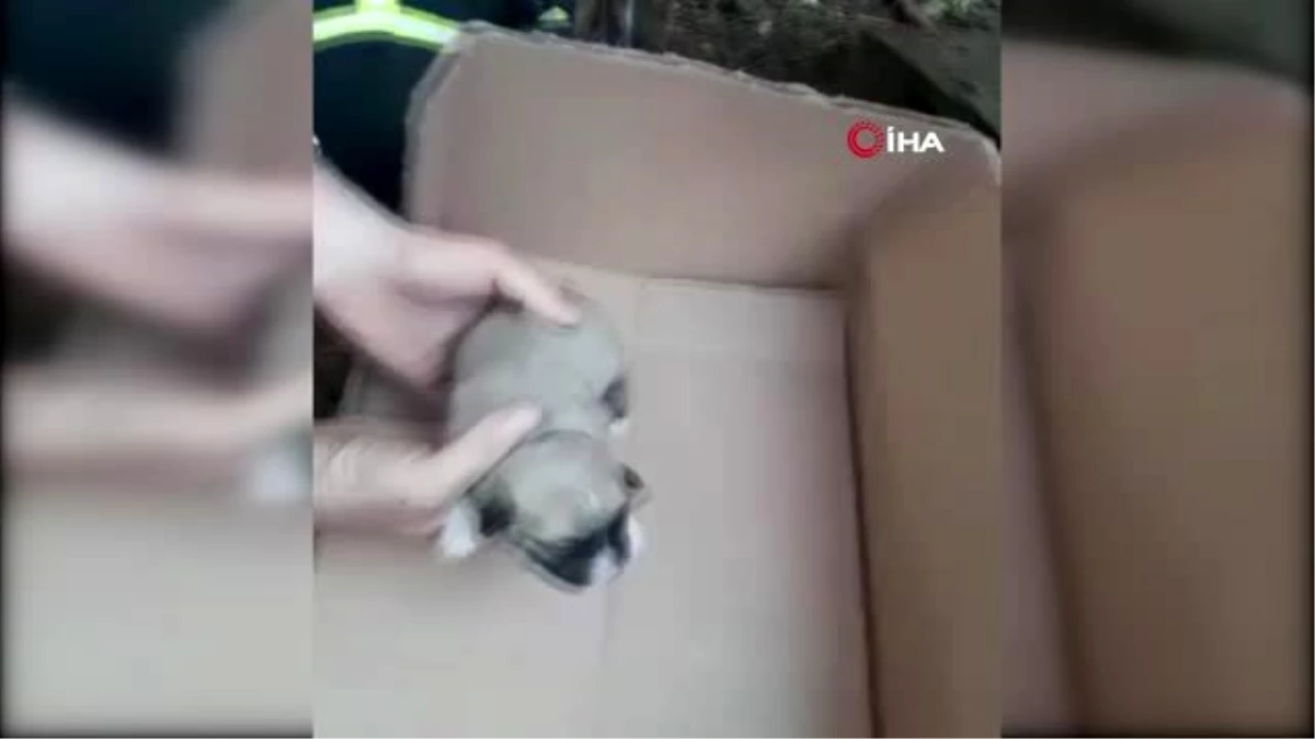 Beton boruya sıkışan yavru köpekleri itfaiye kurtardı