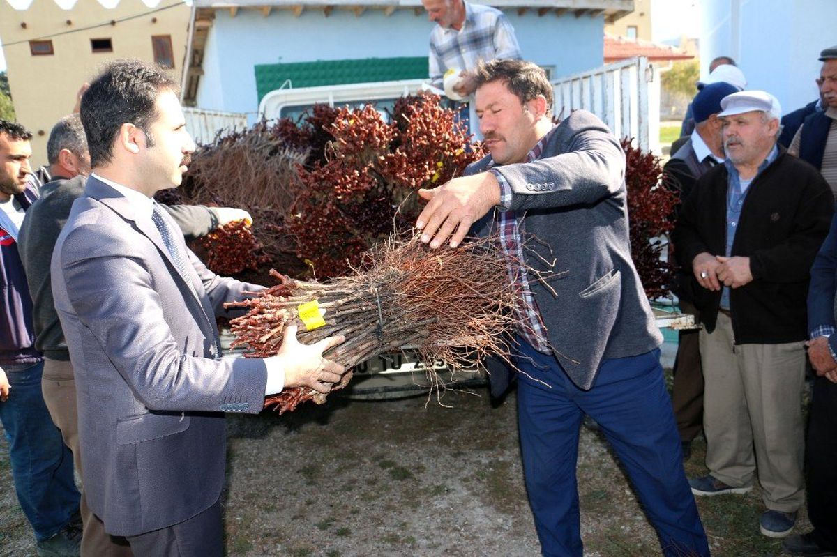 Çorum\'da 4 bin yıllık bağlar yeniden hayat buluyor