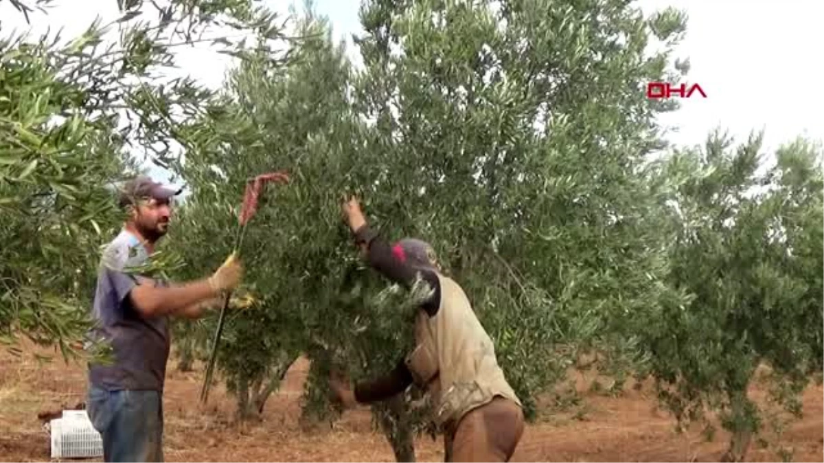 Gaziantep islahiye\'de hasadı başlayan zeytin fiyatıyla sevindirdi