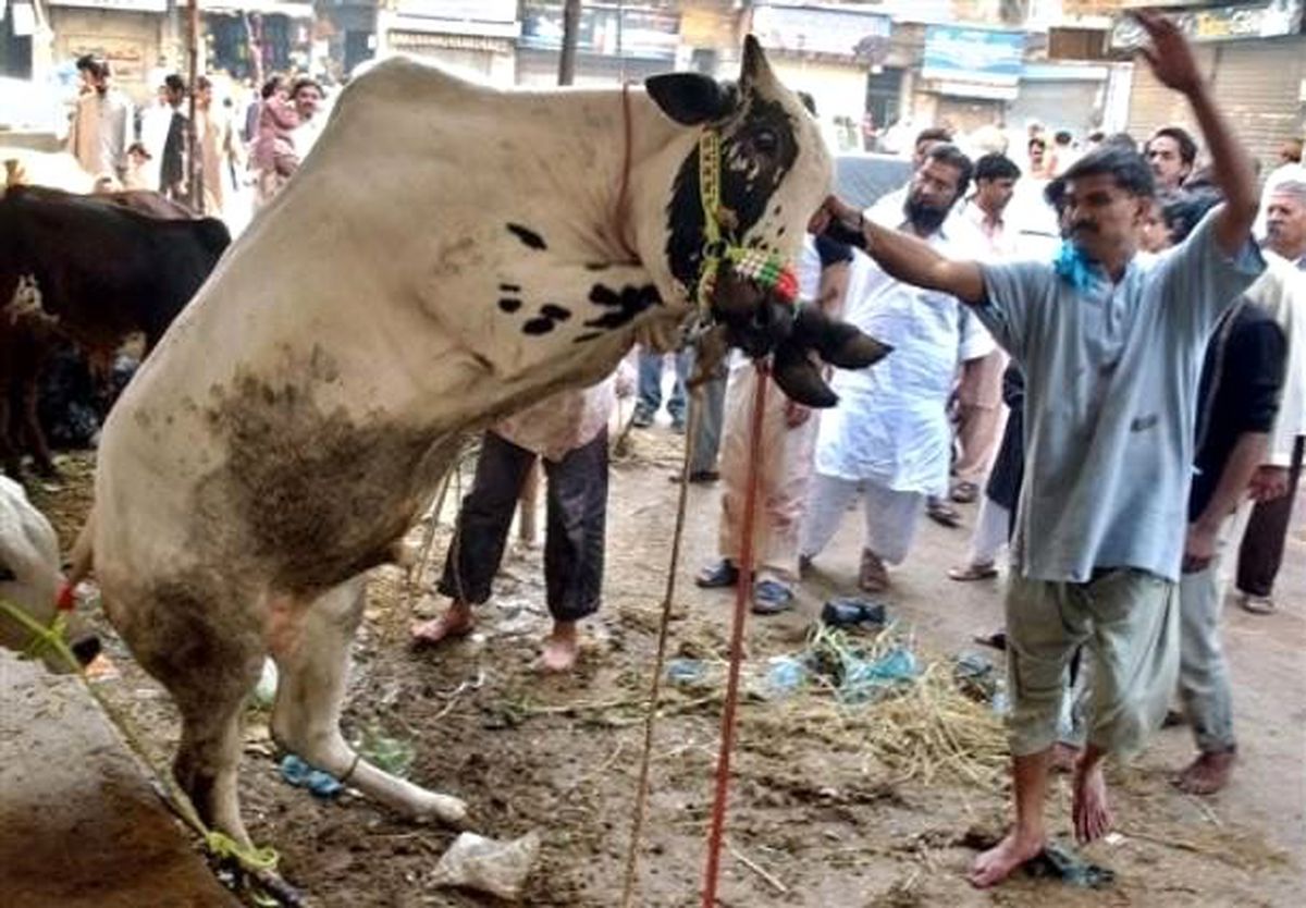 Hindistan\'da ineğin dışkısından sabun, idrarından kozmetik ürün yapılacak