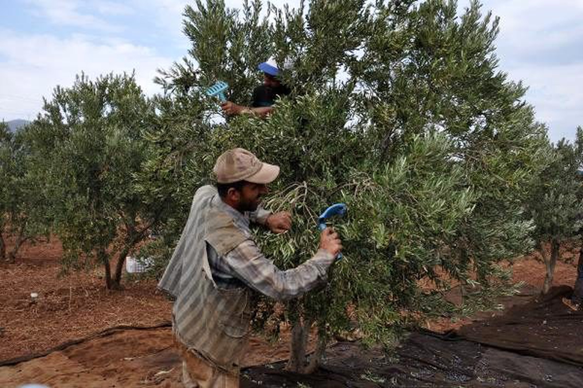 İslahiye\'de hasadı başlayan zeytin fiyatıyla sevindirdi