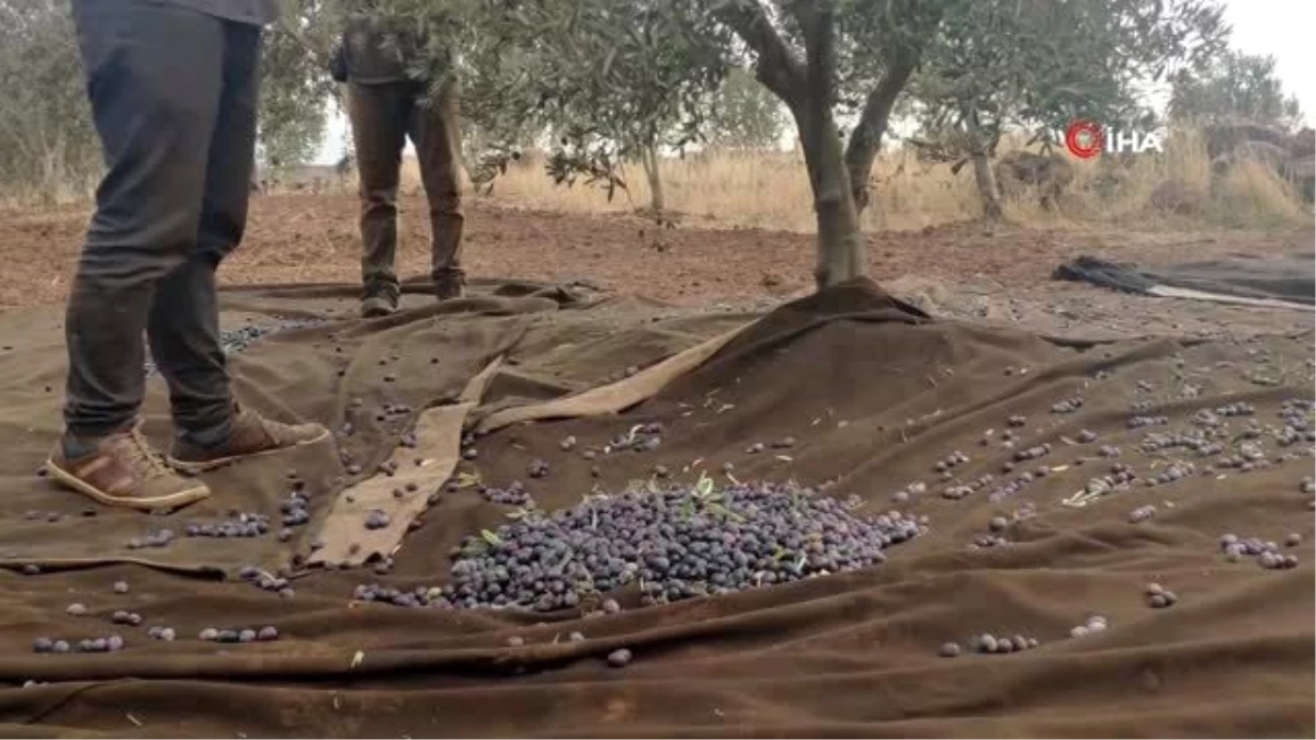 İslahiye\'de zeytin hasadına başlandı