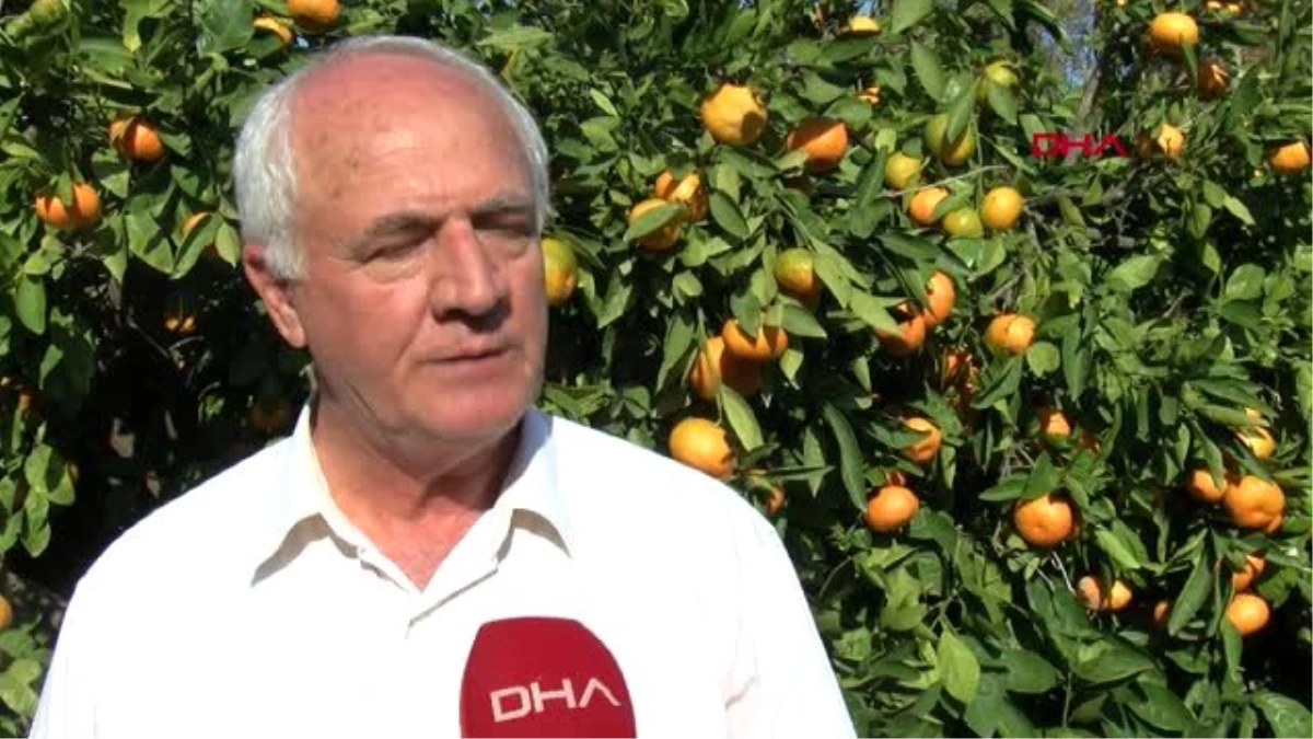 İzmir satsuma cinsi mandalinada, hasat zamanı