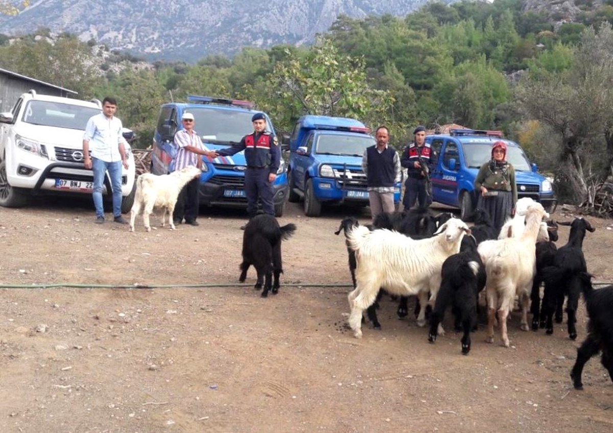 Kayıp dağ keçileri jandarma tarafından bulundu