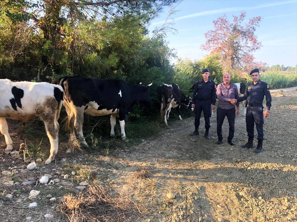 Manavgat\'ta kaybolan inekleri jandarma buldu