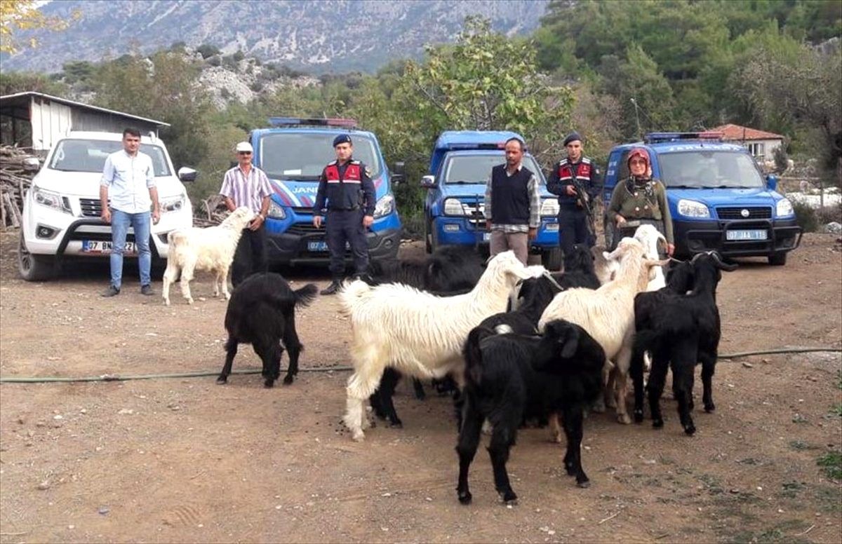 Serik\'te kaybolan keçileri jandarma buldu