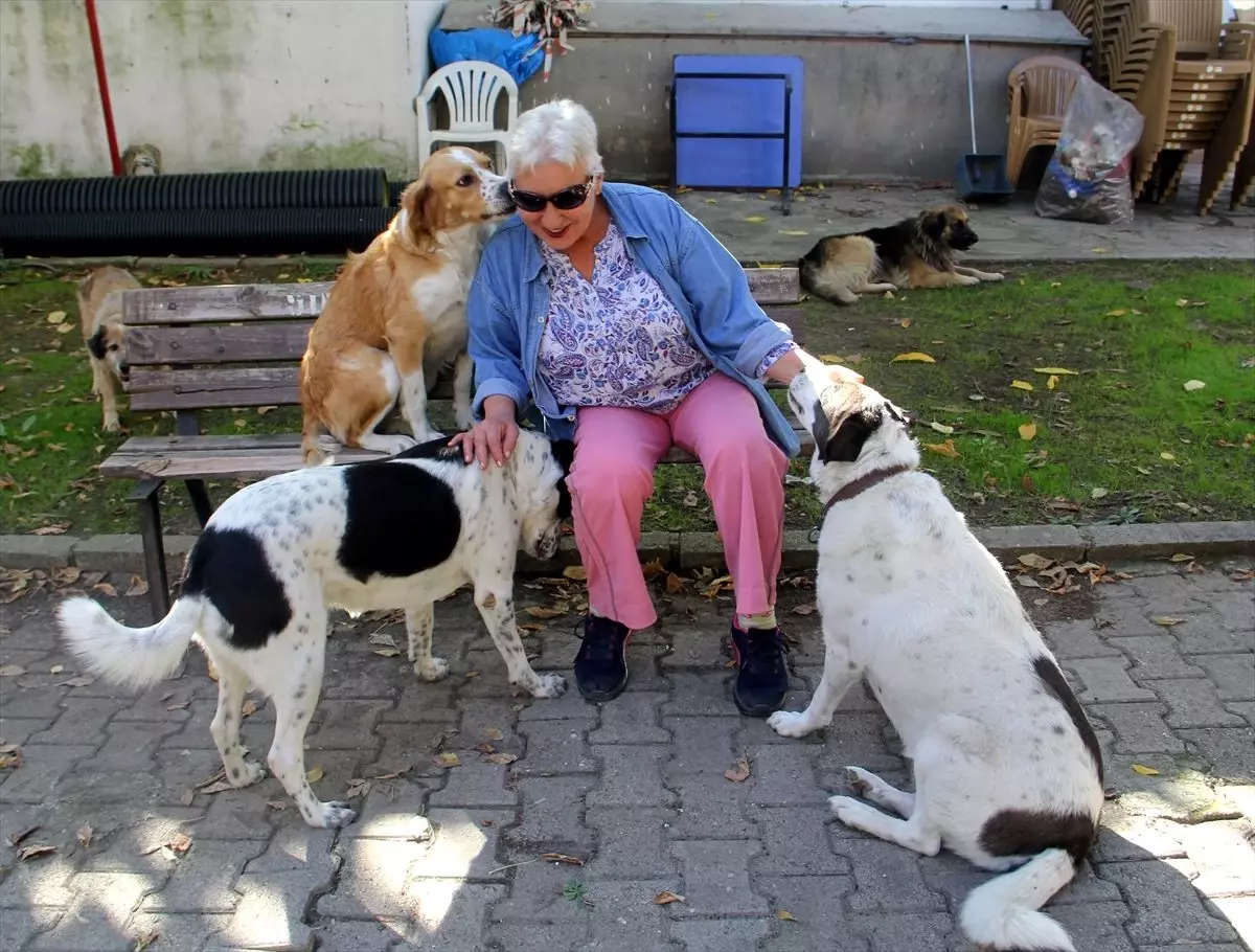 Sokak köpekleri "Filiz anne"nin yolunu gözlüyor